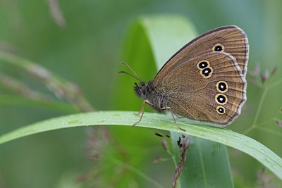 BUITEN BEELD Foto: 207768