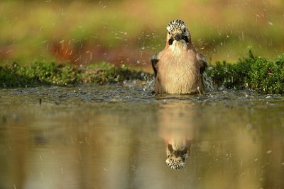 BUITEN BEELD Foto: 207774