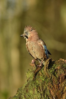 BUITEN BEELD Foto: 207777