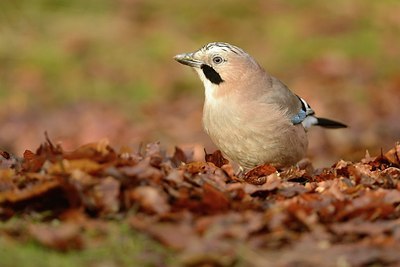 BUITEN BEELD Foto: 207778