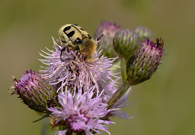 BUITEN BEELD Foto: 207779