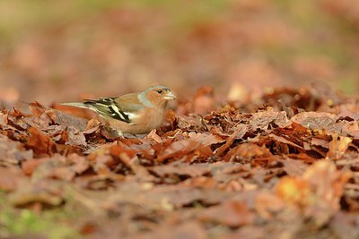 BUITEN BEELD Foto: 207781