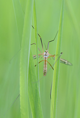 BUITEN BEELD Foto: 207784