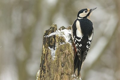 BUITEN BEELD Foto: 207794