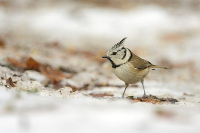 BUITEN BEELD Foto: 207798