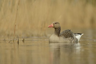 BUITEN BEELD Foto: 207850