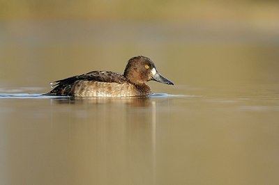 BUITEN BEELD Foto: 207859