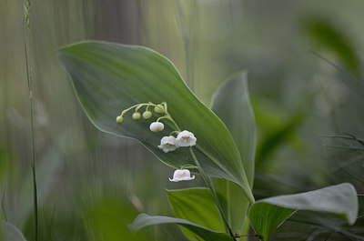 BUITEN BEELD Foto: 207870