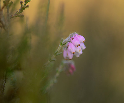 BUITEN BEELD Foto: 207876