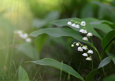 BUITEN BEELD Foto: 207882