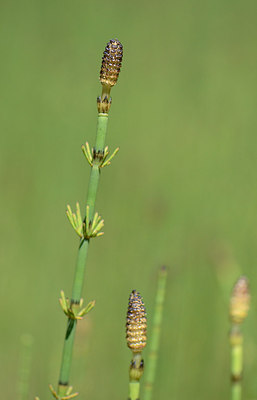 BUITEN BEELD Foto: 207885