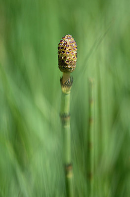 BUITEN BEELD Foto: 207887