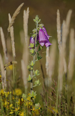 BUITEN BEELD Foto: 207892
