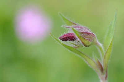 BUITEN BEELD Foto: 207902