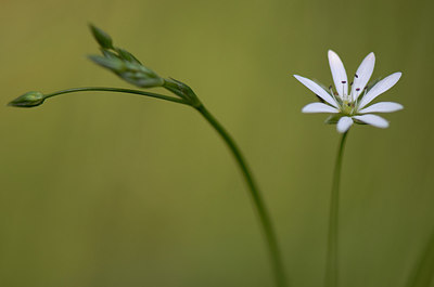 BUITEN BEELD Foto: 207924