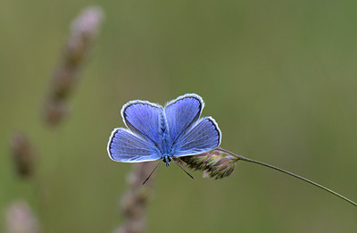 BUITEN BEELD Foto: 207931
