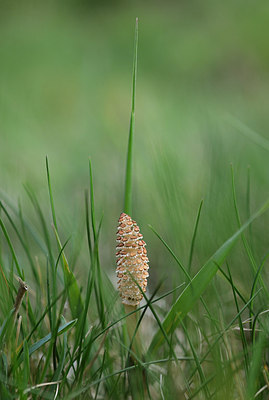 BUITEN BEELD Foto: 207976