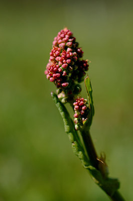BUITEN BEELD Foto: 207983