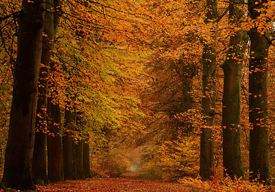 BUITEN BEELD Foto: 208001
