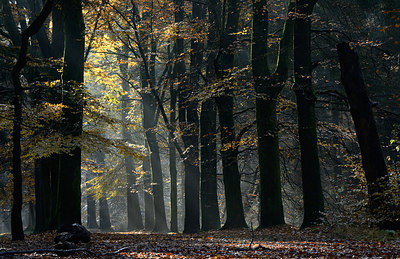 BUITEN BEELD Foto: 208007