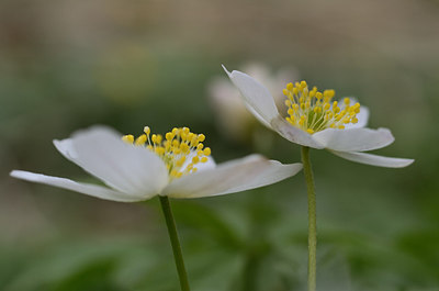BUITEN BEELD Foto: 208042