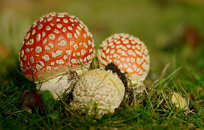BUITEN BEELD Foto: 208056
