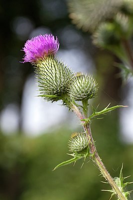 BUITEN BEELD Foto: 208060