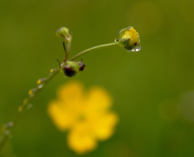 BUITEN BEELD Foto: 208068