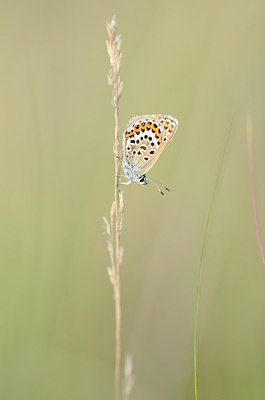 BUITEN BEELD Foto: 208083