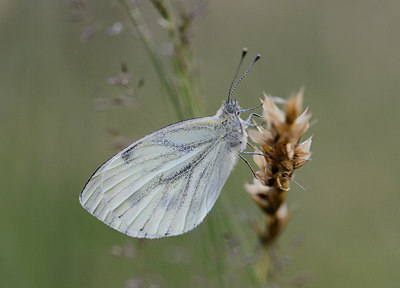 BUITEN BEELD Foto: 208086