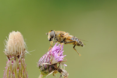 BUITEN BEELD Foto: 208107