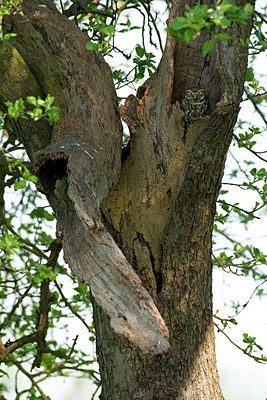 BUITEN BEELD Foto: 208135