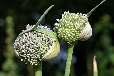 BUITEN BEELD Foto: 208174