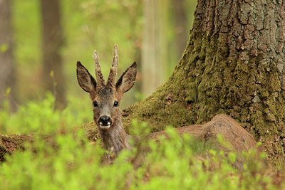 BUITEN BEELD Foto: 208216