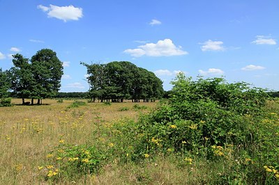 BUITEN BEELD Foto: 208247