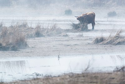 BUITEN BEELD Foto: 208276