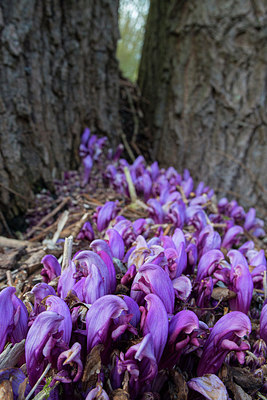 BUITEN BEELD Foto: 208323