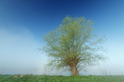 BUITEN BEELD Foto: 208334