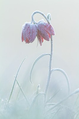 BUITEN BEELD Foto: 208368