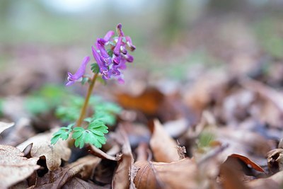 BUITEN BEELD Foto: 208385