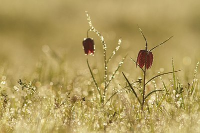 BUITEN BEELD Foto: 208399