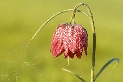 BUITEN BEELD Foto: 208405