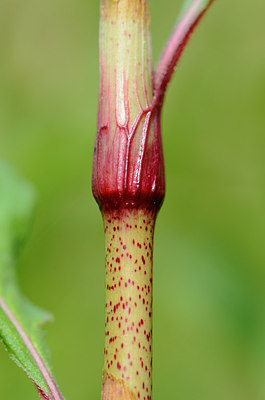 BUITEN BEELD Foto: 208453