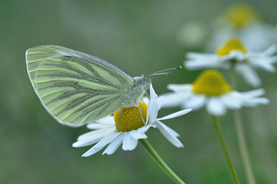 BUITEN BEELD Foto: 208454