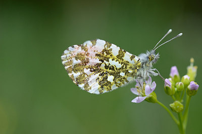 BUITEN BEELD Foto: 208455