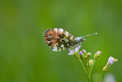 BUITEN BEELD Foto: 208456