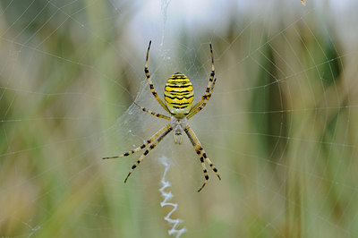 BUITEN BEELD Foto: 208458