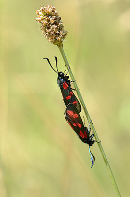 BUITEN BEELD Foto: 208465