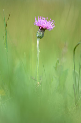 BUITEN BEELD Foto: 208478