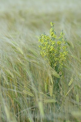 BUITEN BEELD Foto: 208490